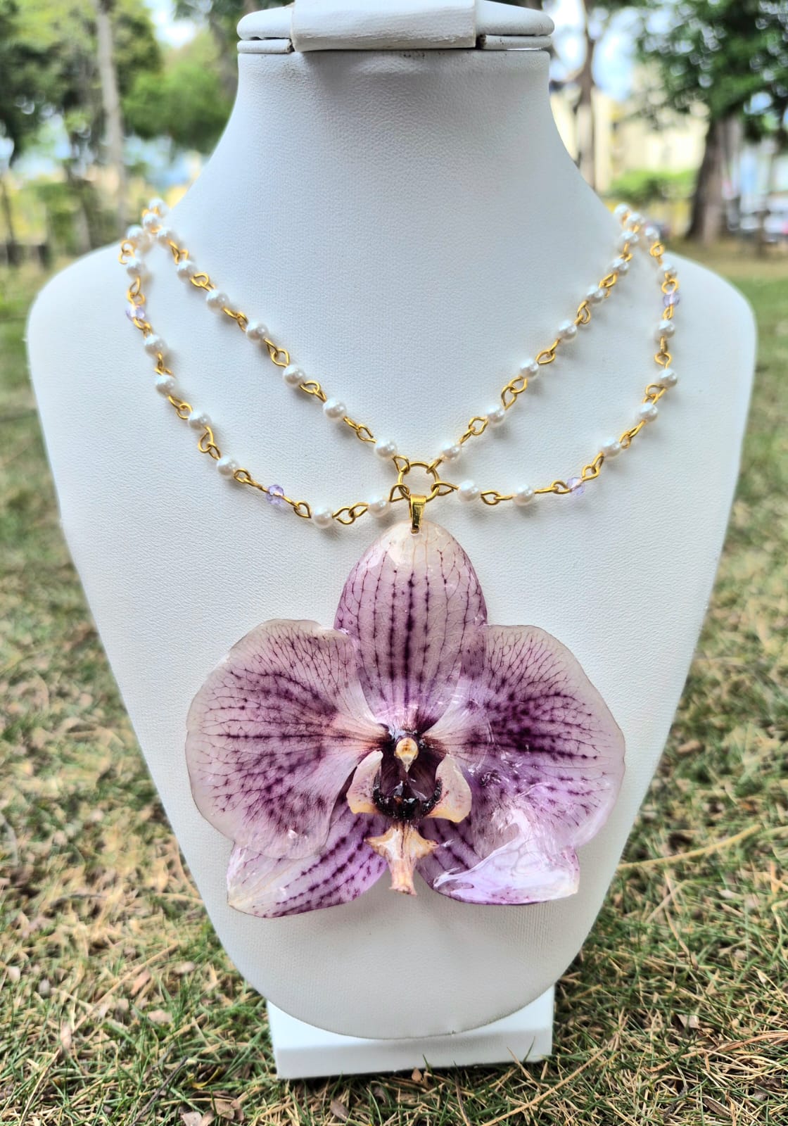 orquidea phalaenopsis grande 2